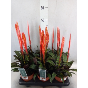 Vriesea  'Era'