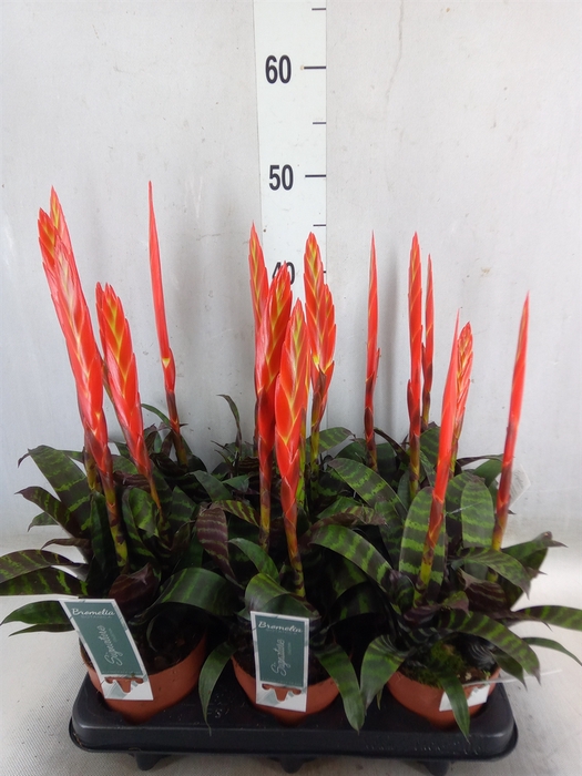 <h4>Vriesea  'Era'</h4>