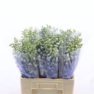 Delphinium Double Aurora Light Blue