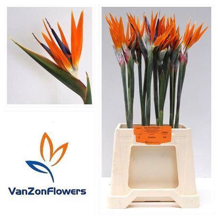 <h4>Strelitzia Reginae Bloem</h4>