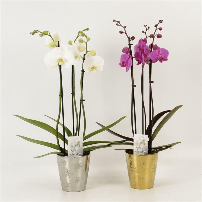 <h4>Phal Gemengd 3 Tak Keramiek Jenna</h4>