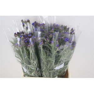 Centaurea Blue Blue Carpet