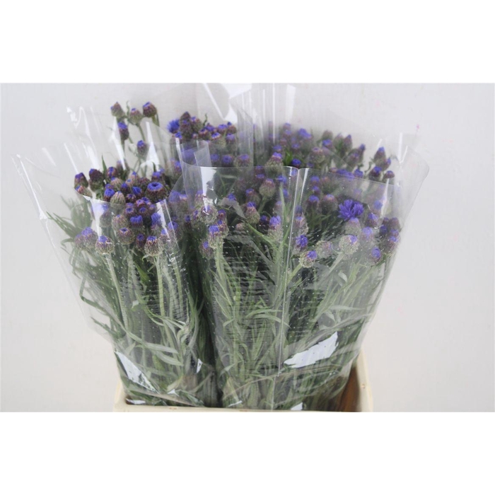 <h4>Centaurea Blue Blue Carpet</h4>