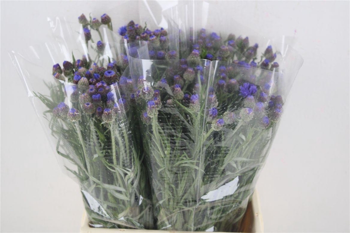 <h4>Centaurea Blue Blue Carpet</h4>