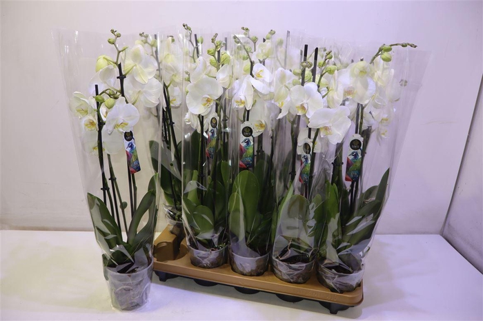 <h4>Phal An Nottingham</h4>