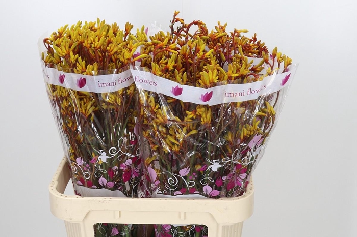 <h4>Anigozanthos Gold Fever</h4>