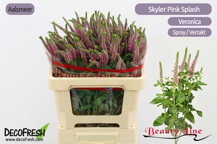 <h4>VERON L SKYLER PINK</h4>