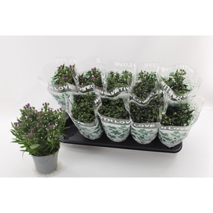 Aster Gemengd With Love by Valstar sleeve