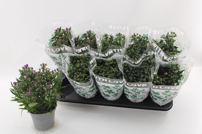 <h4>Aster Gemengd With Love by Valstar sleeve</h4>