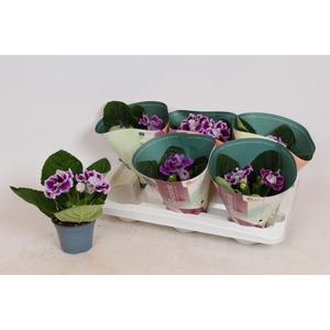 SINN BROC BLUE & WHI