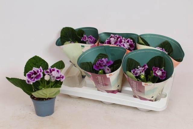 <h4>SINN BROC BLUE & WHI</h4>