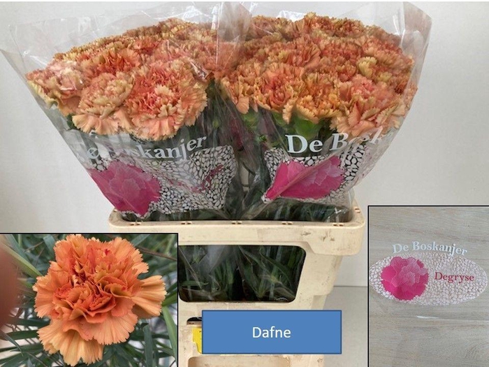 <h4>DI ST DAFNE</h4>