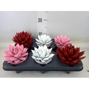 Echeveria  'Miranda'