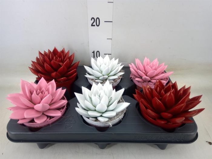 <h4>Echeveria  'Miranda'</h4>