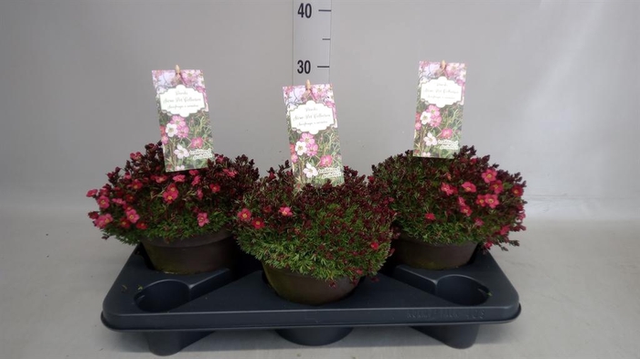 <h4>Saxifraga arend.</h4>