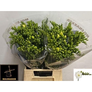 FREESIA DU VERSAILLES 23 GR.
