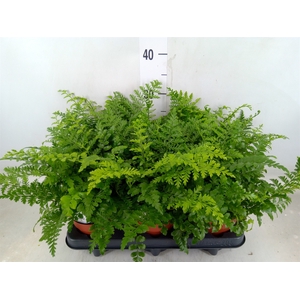 Asplenium  'Parvati'