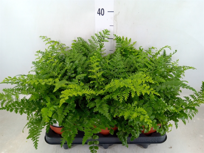 <h4>Asplenium  'Parvati'</h4>