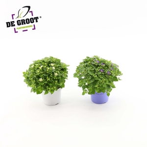 Exacum affine mix