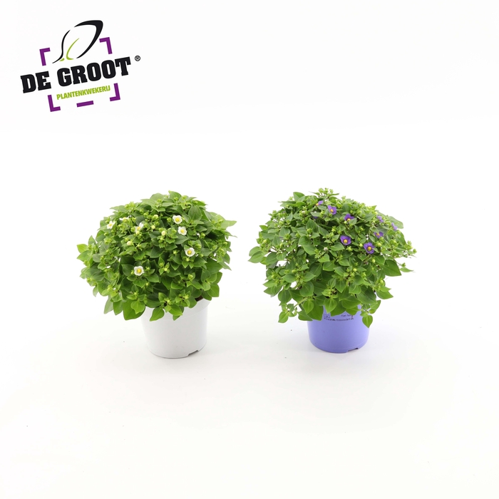 <h4>Exacum affine mix</h4>