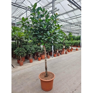 Ficus Cyathistipula