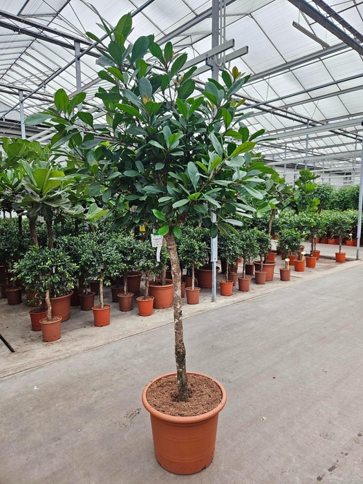 <h4>Ficus Cyathistipula</h4>