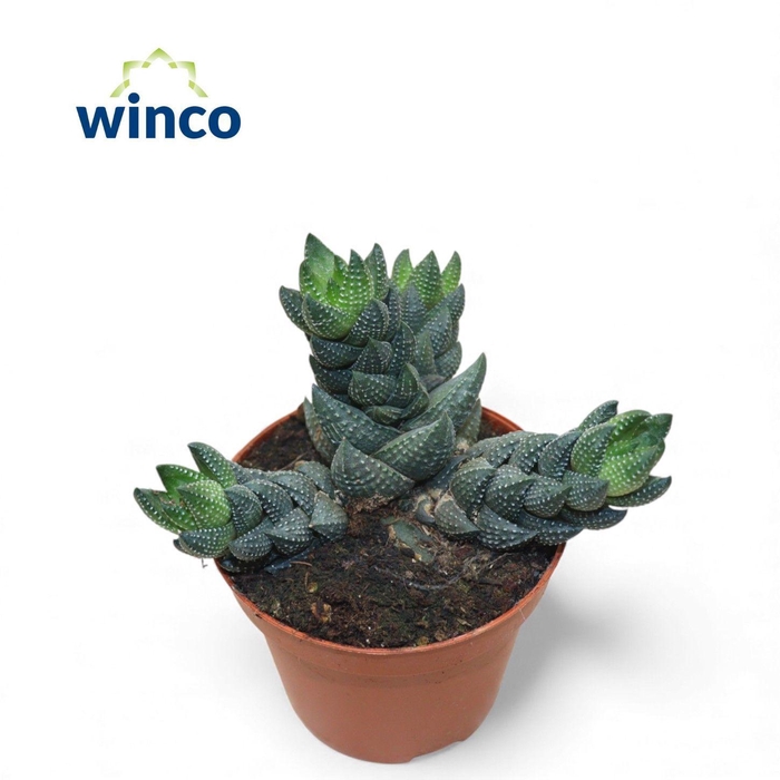 <h4>Haworthia Reinwardtii (group)</h4>