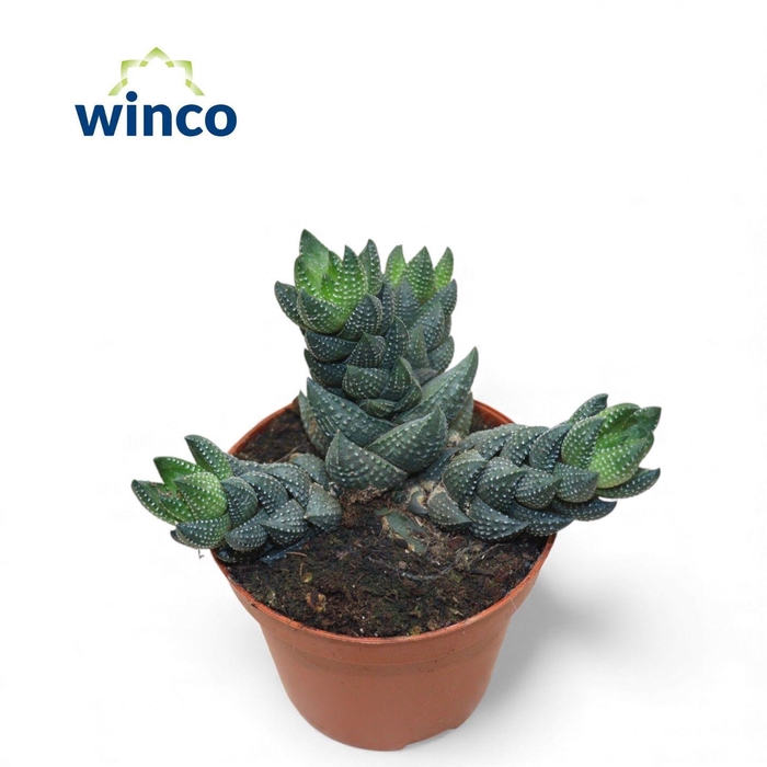 <h4>Haworthia Reinwardtii (group)</h4>