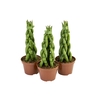 SANSEVIERIA TRANCADO TORRE P10