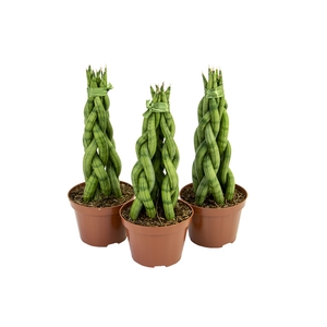 SANSEVIERIA TRANCADO TORRE P10