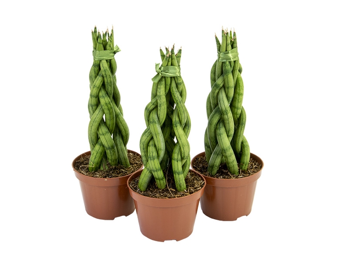 SANSEVIERIA TRANCADO TORRE P10
