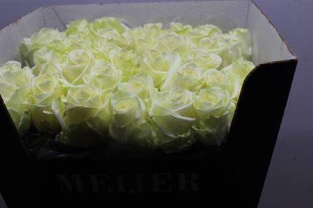 <h4>R Gr Avalanche+</h4>