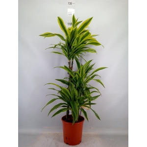 Dracaena fr de 'LemonLime'