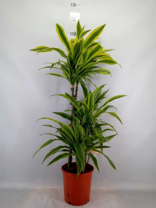 <h4>Dracaena fr de 'LemonLime'</h4>