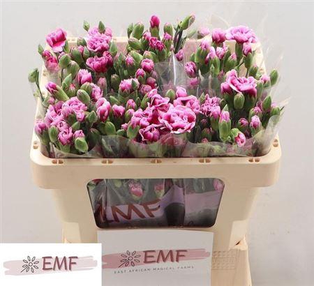 <h4>Di Tr Enigma</h4>