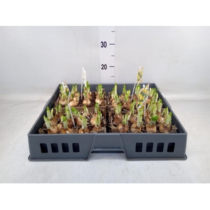 Arr.  Narcissus Tete Tete L%