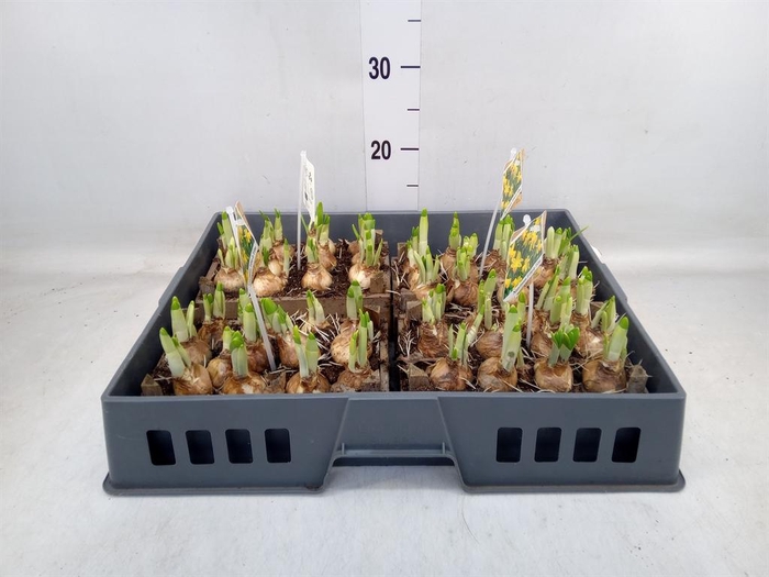 <h4>Arr.  Narcissus Tete Tete L%</h4>