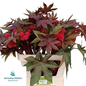 RICINUS COM IMPALA