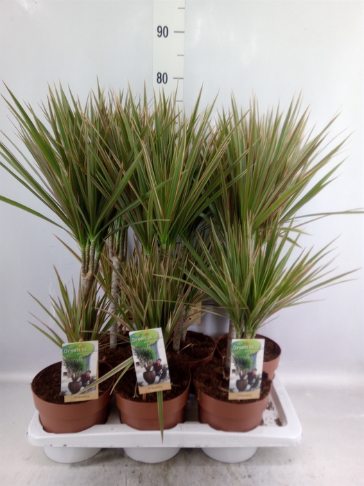 <h4>Dracaena marg. 'Bicolor'</h4>