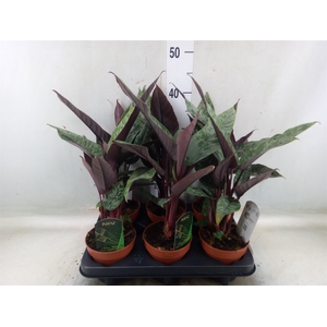 Apoballis acuminatissima