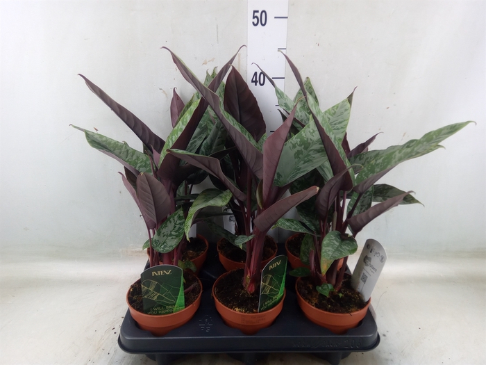 <h4>Apoballis acuminatissima</h4>