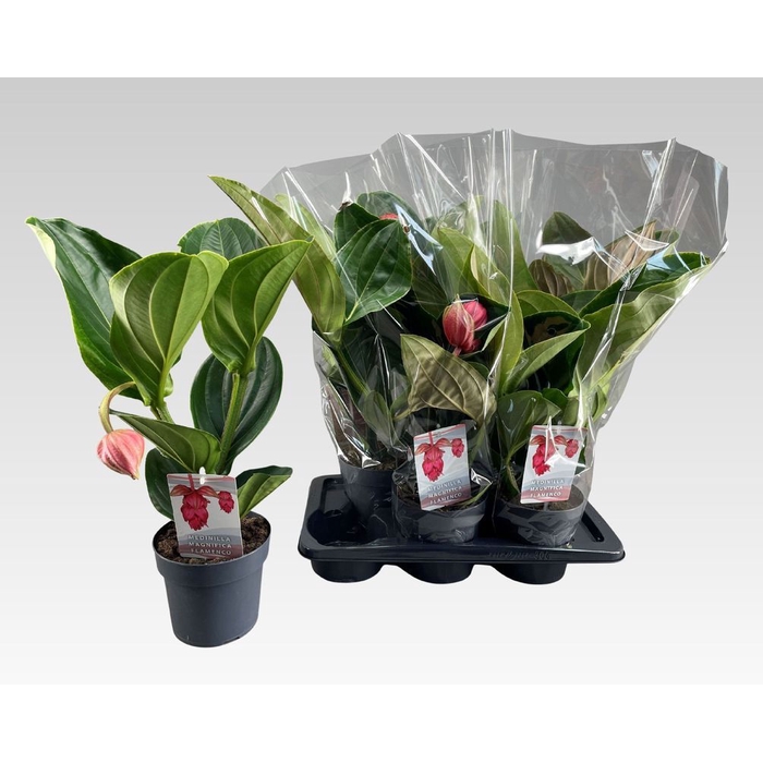 <h4>Medinilla magnifica 17Ø 55cm 1fl</h4>