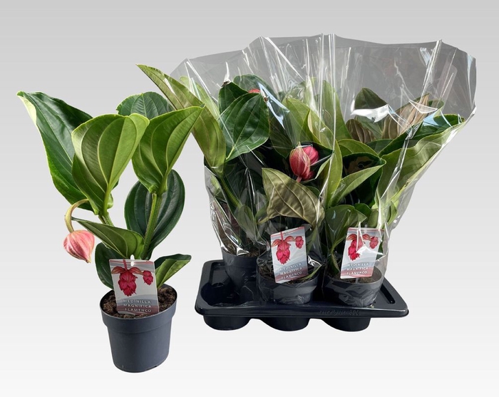 Medinilla magnifica 17Ø 55cm 1fl