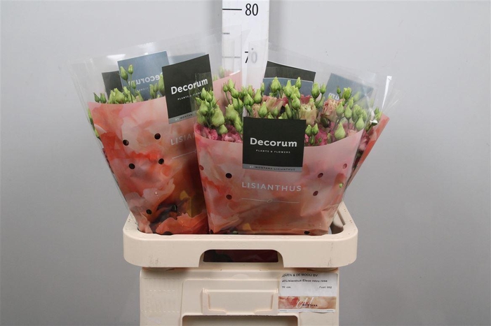 <h4>Eus G Elece Retro Rose</h4>