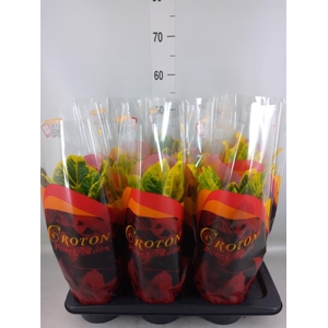 Codiaeum var. GR 'Excellent'