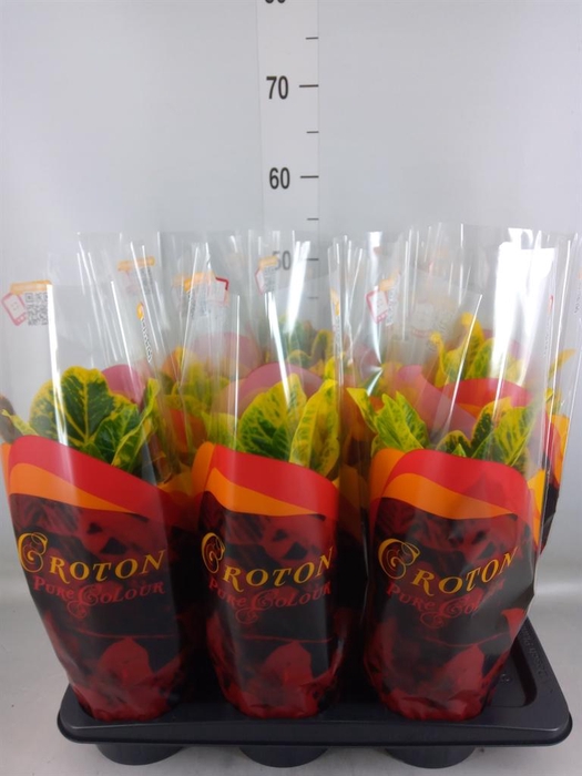 <h4>Codiaeum var. GR 'Excellent'</h4>