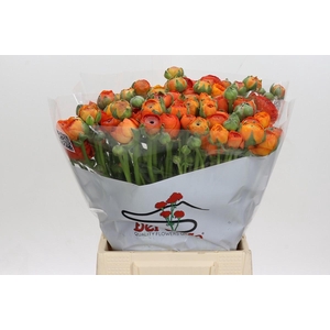 Ranunculus Elegance Dark Orange