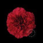 <h4>DI ST RED DON PEDRO</h4>