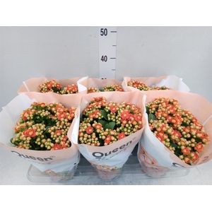 Kalanchoe  'MoreFlow Geneva'