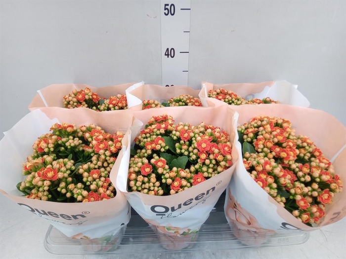 <h4>Kalanchoe  'MoreFlow Geneva'</h4>